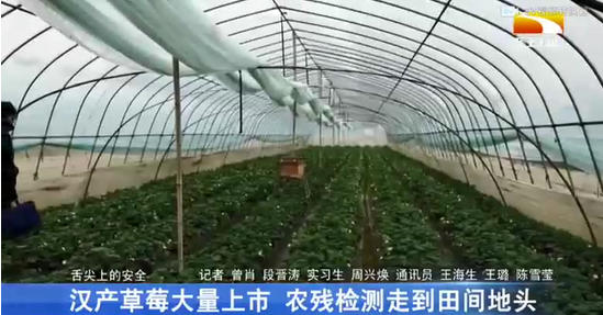 湖北龔上頻道報道：漢產草莓大量上市 上成生物農殘檢測走到田間地頭